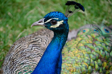 Fototapeta premium Pavo real 5