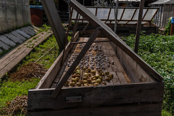Obraz premium heads of garlic and golden onions are dried on wooden boards in hothouse, harvesting,.in the garden among greenhouses