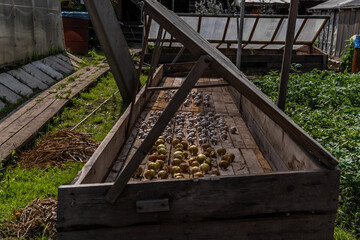 heads of garlic and golden onions are dried on wooden boards in hothouse, harvesting,.in the garden among greenhouses