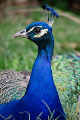 Fototapeta premium Pavo real 2