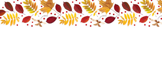 Autumn background. Autumn leaves and rowan berries on white. Long banner. Copy space