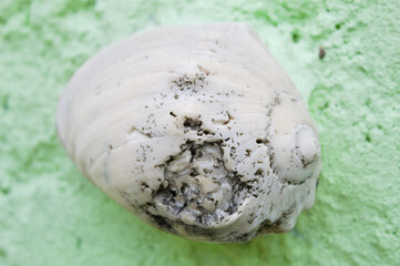 Seashell found on Brazilian beaches