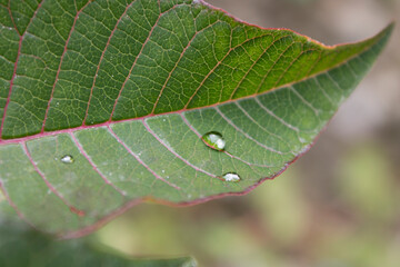 close up of a leaf