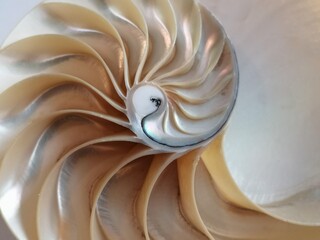 shell nautilus Fibonacci section spiral pearl symmetry half cross golden ratio structure growth...