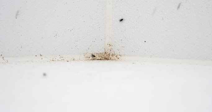 Flies on white wall U4k 24p H264