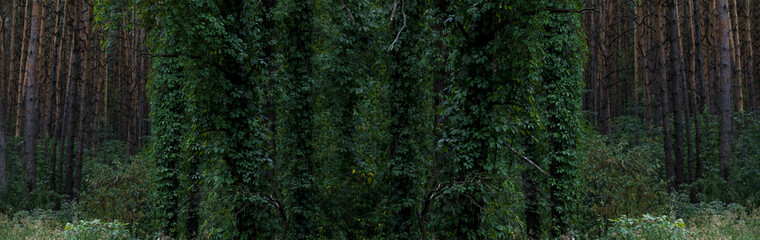 Dark forest, tall pine trees entwined with ivy. Dark green color of leaves, natural background, woodland.