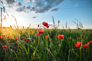 Poppy flowers in field at beautiful sunset. Selective focus, low DOF