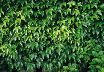 Fototapeta premium Green wild grape leaves. Natural background.