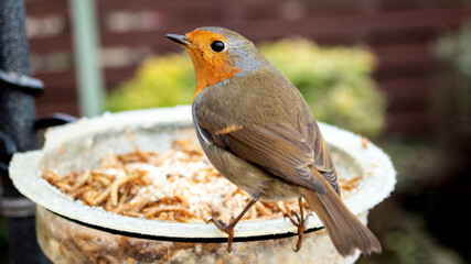 A Robin Redbreast, visiting a bird feeder, in the garden