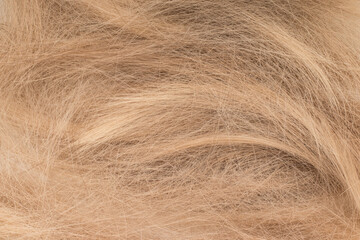 Tangled cut off blonde hair, flat lay