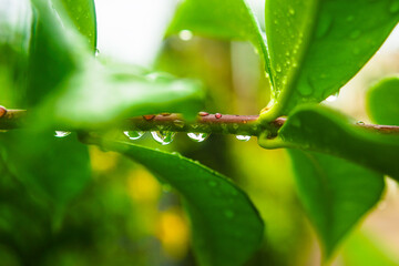 water drops on a green leaf