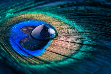 Photo sur Plexiglas Salle à manger Gros plan sur une plume d& 39 œil de paon avec des gouttes d& 39 eau aux couleurs vives