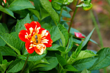 Halskrausen Dahlie, G.P.Telemann