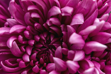 Purple chrysanthemum macro. Top view of lilac chrysanthemum petals. Full frame without an empty field. Floral autumn background.