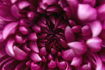 Purple chrysanthemum macro. Top view of lilac chrysanthemum petals. Full frame without an empty field. Floral autumn background.