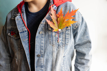 Beautiful multi-colored autumn maple leaves on the flap of a denim jacket