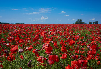 Fototapeta premium beautiful poppy flower field on a sunny summer day