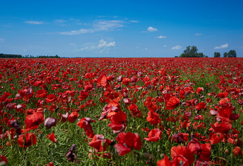 beautiful poppy flower field on a sunny summer day
