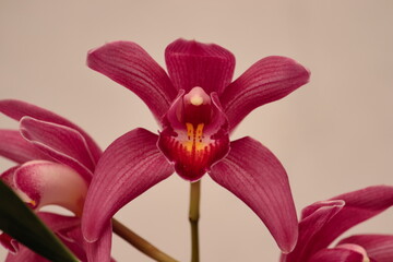large orchid flower with purple petals with yellow spots on a light defocused background.