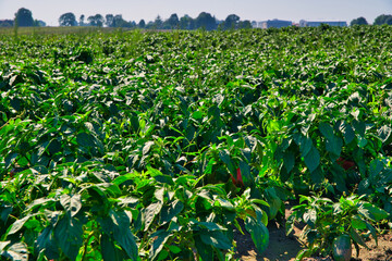 A field of red, green peppers. The concept of growing cereals, vegetables. View of the cultivation of peppers. Farming, caring for crops.