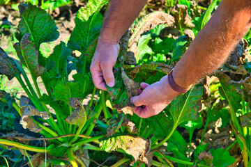 Fototapeta premium Problem with farming, disease and drought. The concept of a natural disaster in agriculture. Dry, damaged sugar beet leaves.