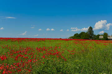 Fototapeta na wymiar beautiful poppy flower field on a sunny summer day