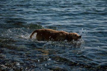 A young dog frolics in the sea water.