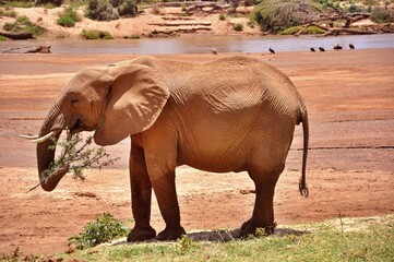 Słoń afrykański z gałęzią. Rezerwat Samburu (Kenia) - obrazy, fototapety, plakaty