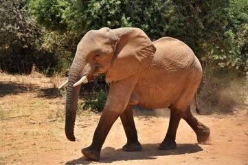 Słoń afrykański. Rezerwat Samburu (Kenia) - obrazy, fototapety, plakaty