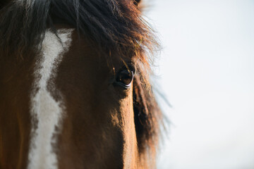 horses. Portrait of a horse's eye. People and horses 