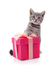 Kitten and gift.