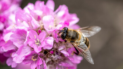 A Hoverfly, also known as a Drone Fly, collecting pollen from a pink Sea Thrift flower