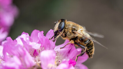 A Hoverfly, also known as a Drone Fly, collecting pollen from a pink Sea Thrift flower
