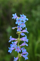 Blue and purple flowers