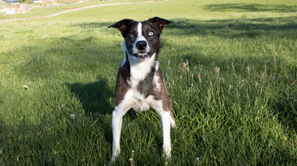 A wall-eyed Brindle and Merle Border Collie enjoying his daily exercise