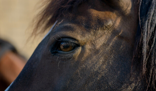 eye of horse. close up of horse. horses. Portrait of a horse's eye. People and horses.  