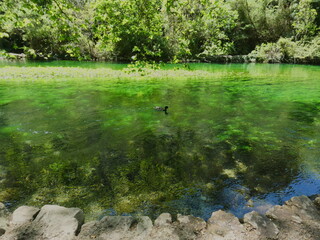 Magnificent landscape of Provence where a mallard duck moves quietly on the Sorgue river at Fontaine de Vaucluse with all around a resplendent nature