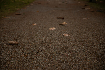 soft focus concept of ground textured surface with falling leaves and cone autumn simple outdoor