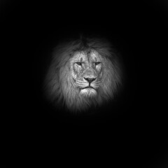 Portrait of a lion head on a black background. 
