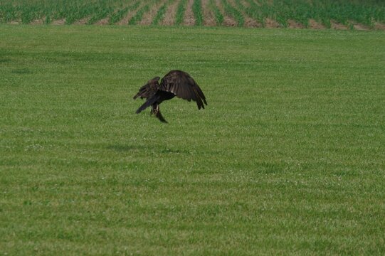 Vulture Landing in a Field