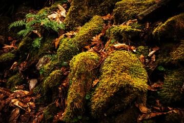 moss on the stone