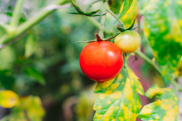 branches of red cherry growing in a greenhouse. Close up ripe tomato with drops of water on a garden farm. Organic harvest, agriculture. green unripe tomatoes hanging on the plant. Raw organic eco