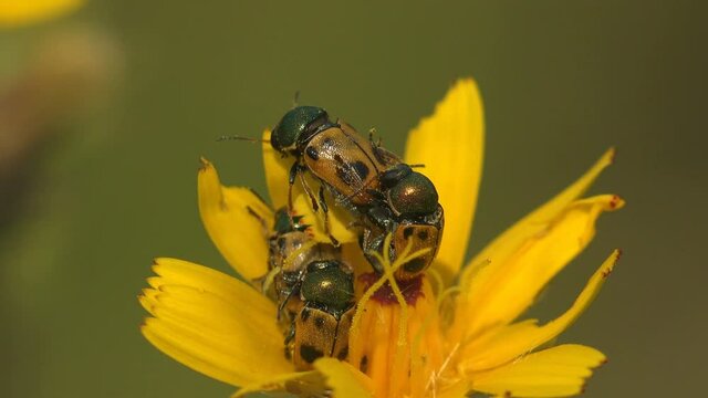 Four Clytra quadripunctata of leaf beetle in subfamily Cryptocephalinae, with two black dots sit on a yellow flower. Courtship rituals of insects and Mating. View Macro insect in wildlife