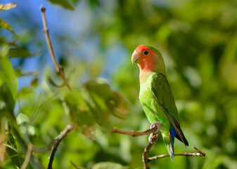 A colorful bird perched on a tree branch