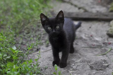 Naklejka na ściany i meble small black kitten stands on the road close up