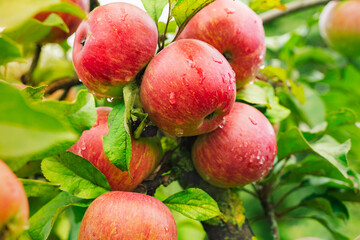 Big apple on trees in a vegetable fruit garden. Autumn seasonal harvest. red ripe apples on a...
