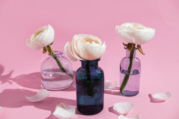 Three white flowers ranunculus petals in glass vase on a pink background with hard light. Spring, summer, bloom.