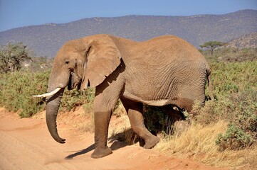 Dorodny majestatyczny samiec słonia afrykańskiego. Rezerwat Samburu (Kenia) © Lancan