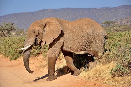 Fototapeta Dorodny majestatyczny samiec słonia afrykańskiego. Rezerwat Samburu (Kenia)