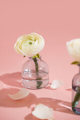 White flowers and ranunculus petals in glass vase on a pink background with hard light. Spring, summer, bloom.
